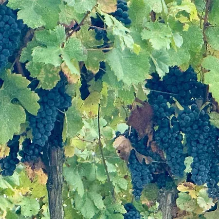 Apartament Maison Du Roy/ Upper Cambers