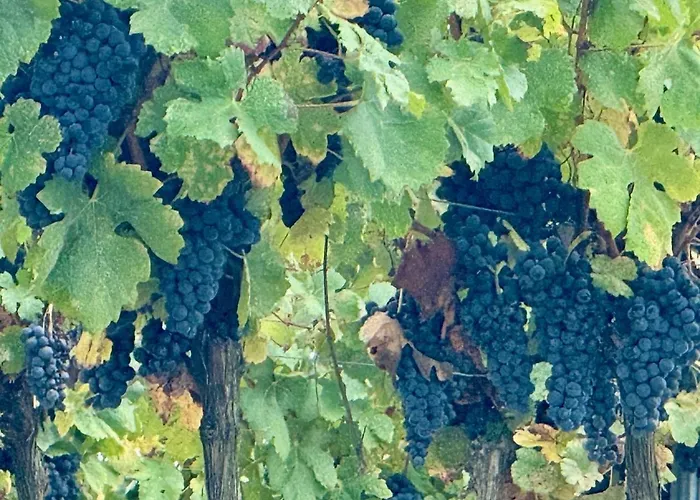 Apartment Maison Du Roy/ Upper Cambers